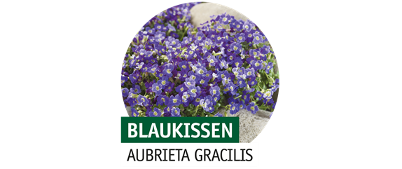 STAUDENVIELFALT!