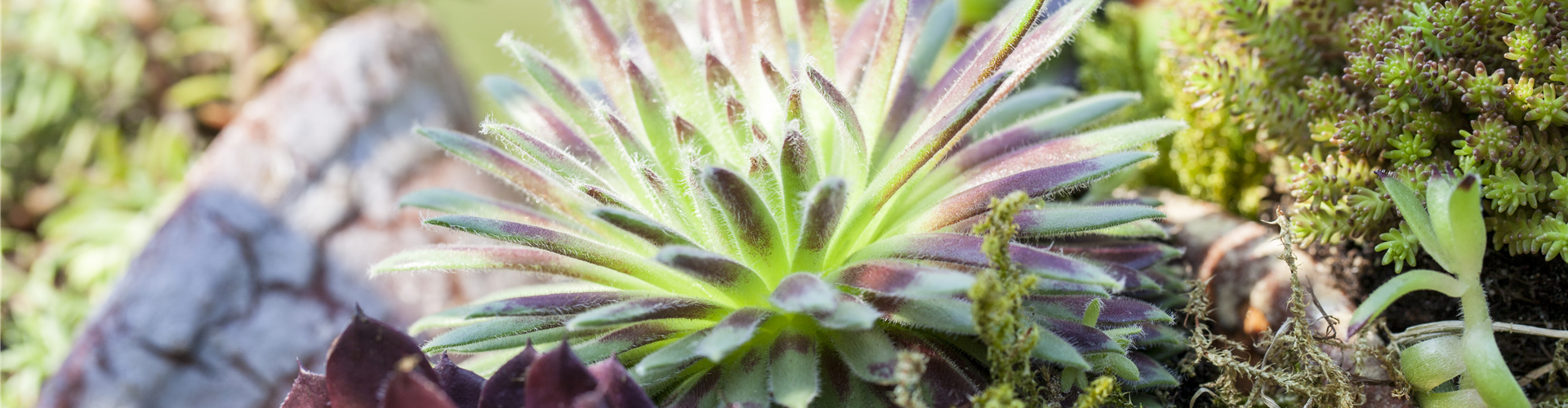 Sempervivum