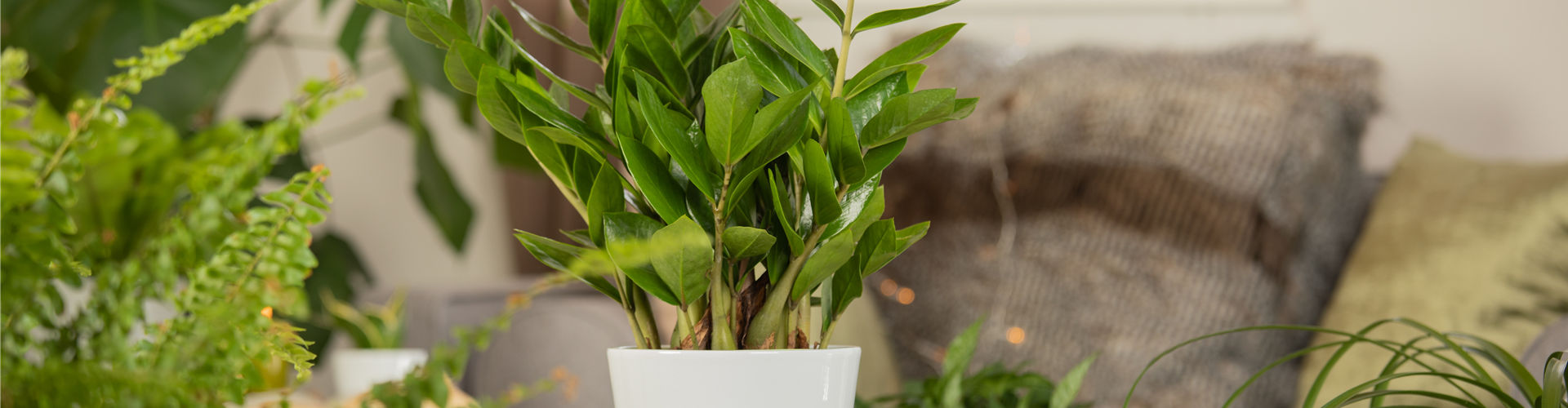 Zamioculcas zamiifolia