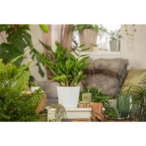ZAMIOCULCAS - BESONDERS PFLEGELEICHT!
