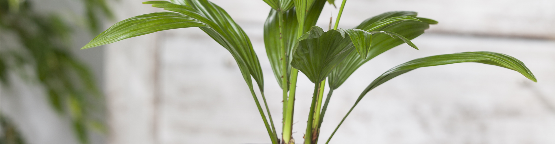 Chamaerops humilis