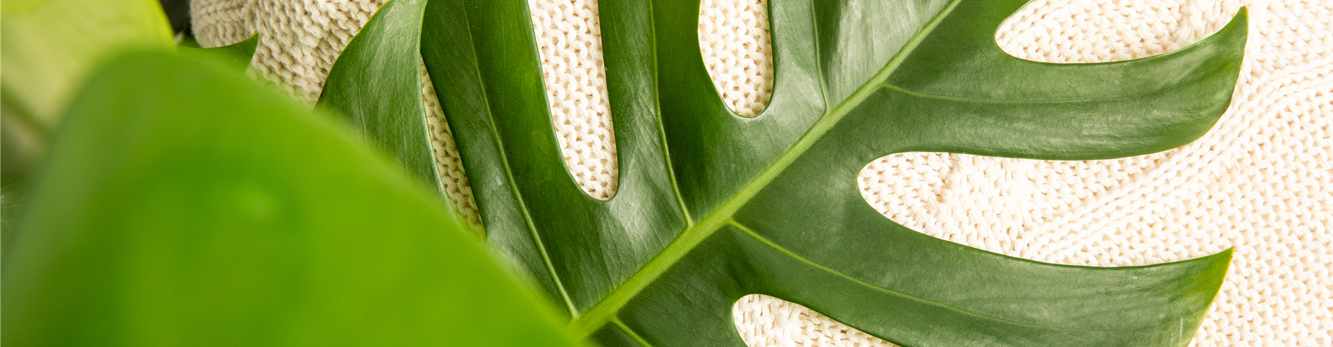 Monstera deliciosa