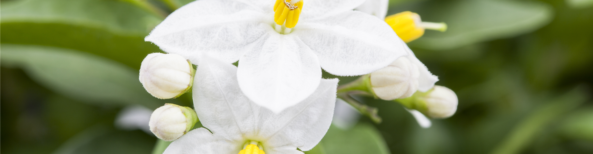 Solanum jasminoides
