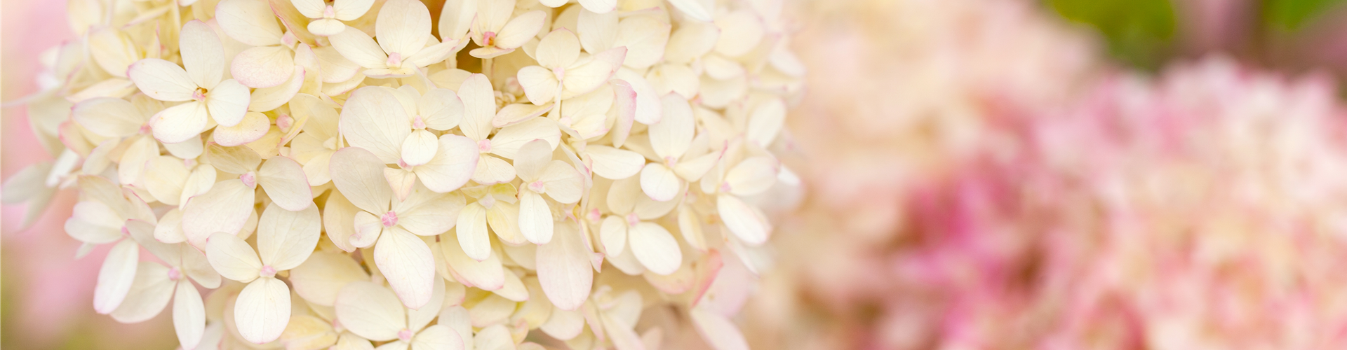 Hydrangea arborescens