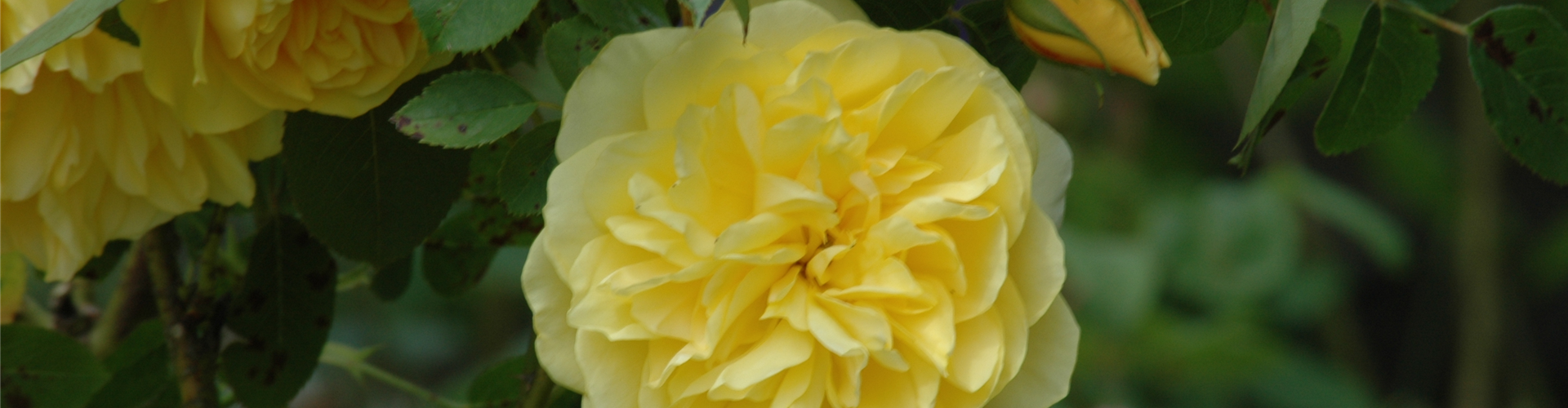Kletterrose, gelb