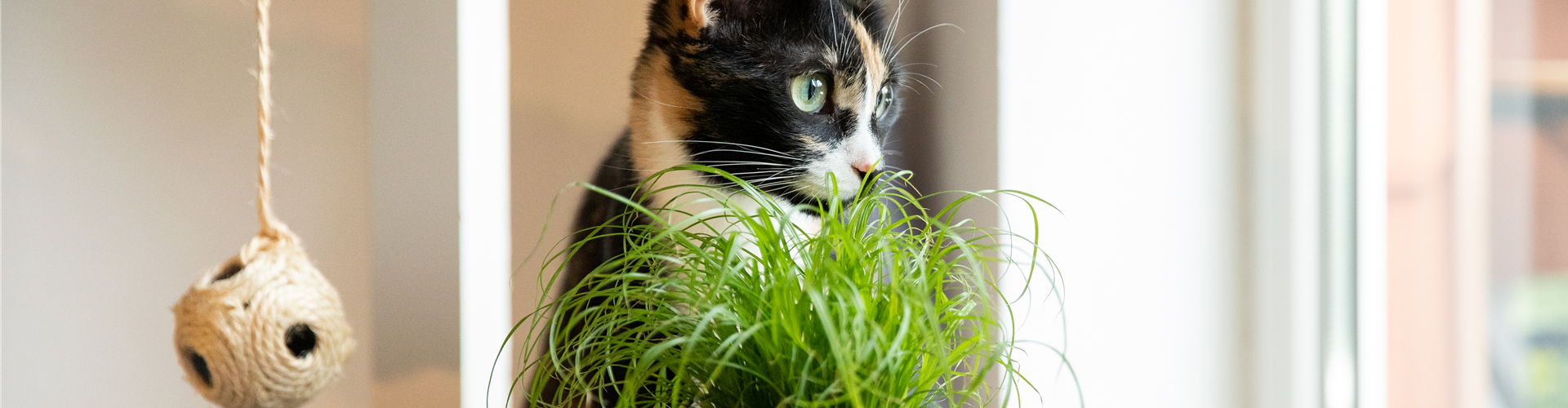 Katzengras