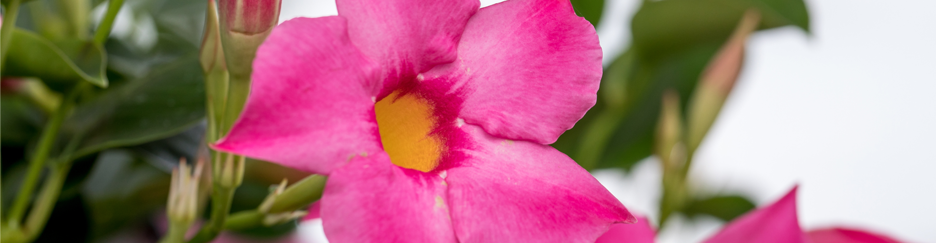 Mandevilla 'Bloom Bells'®