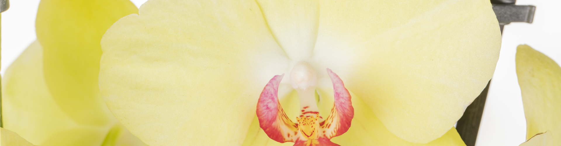 Phalaenopsis, gelb