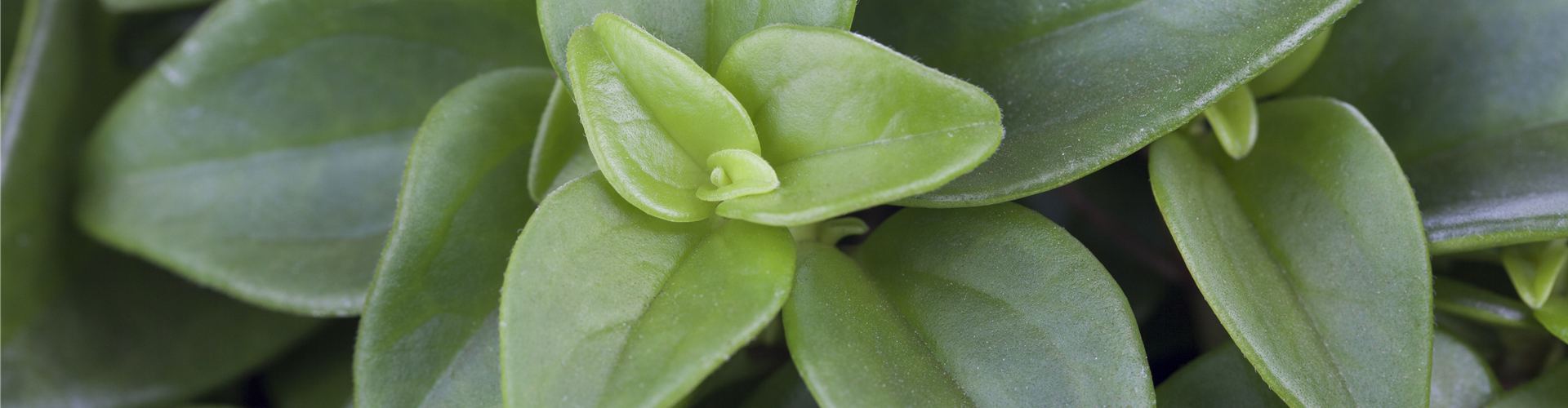 Peperomia rotundifolia