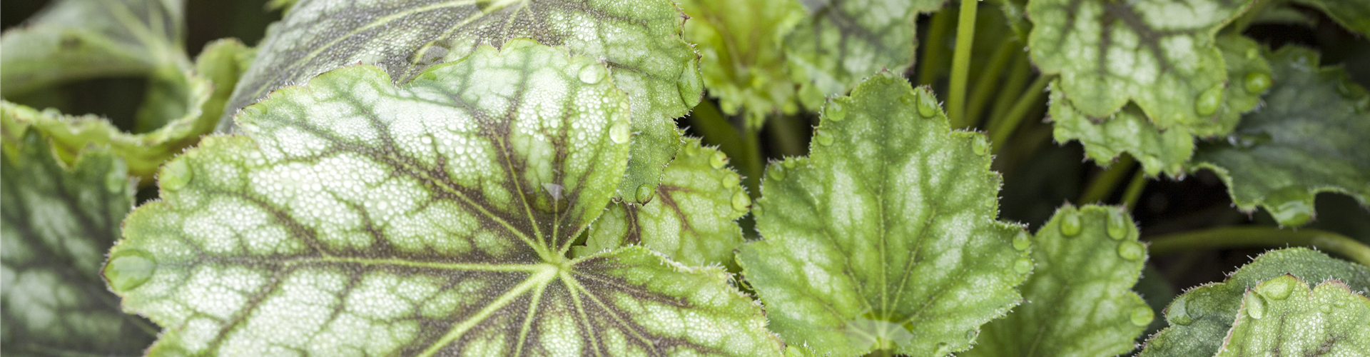 Heuchera