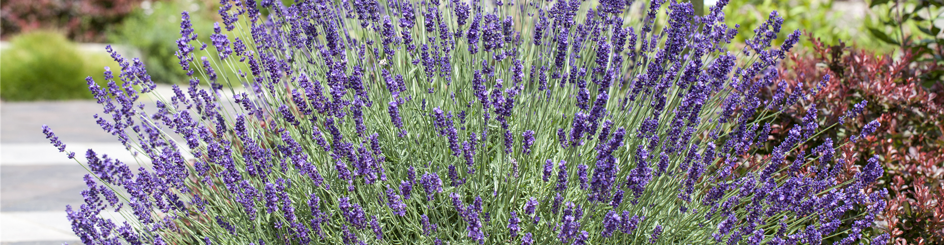 Lavandula angustifolia