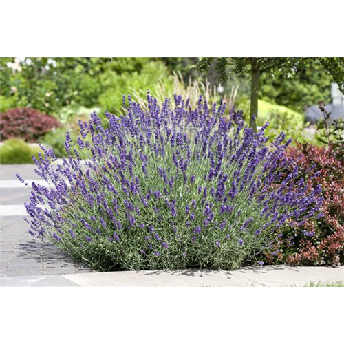 PFLANZE DES MONATS JUNI: LAVENDEL