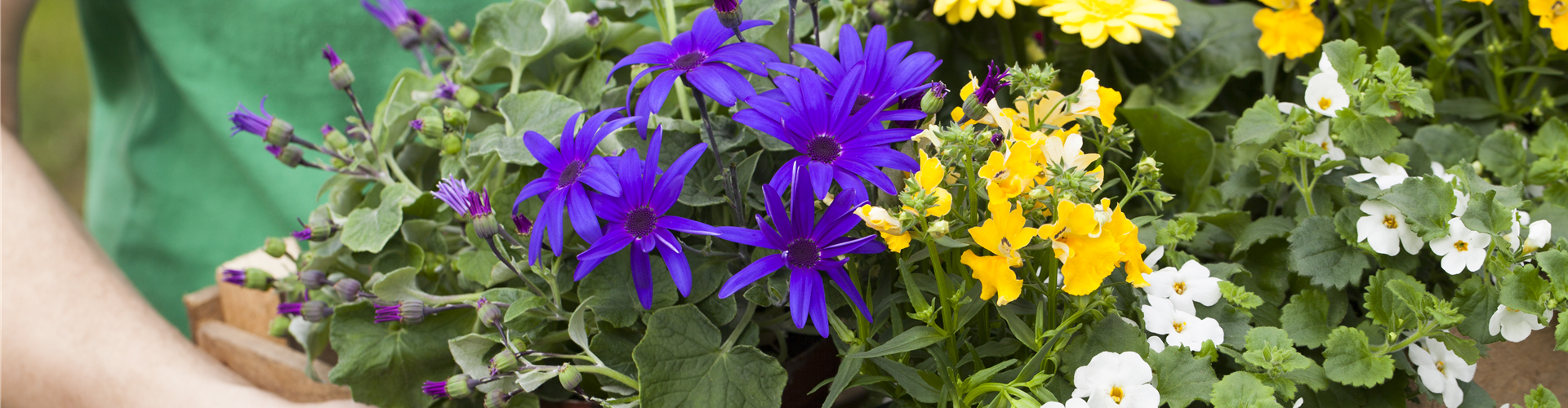 Sommerblumen Mix