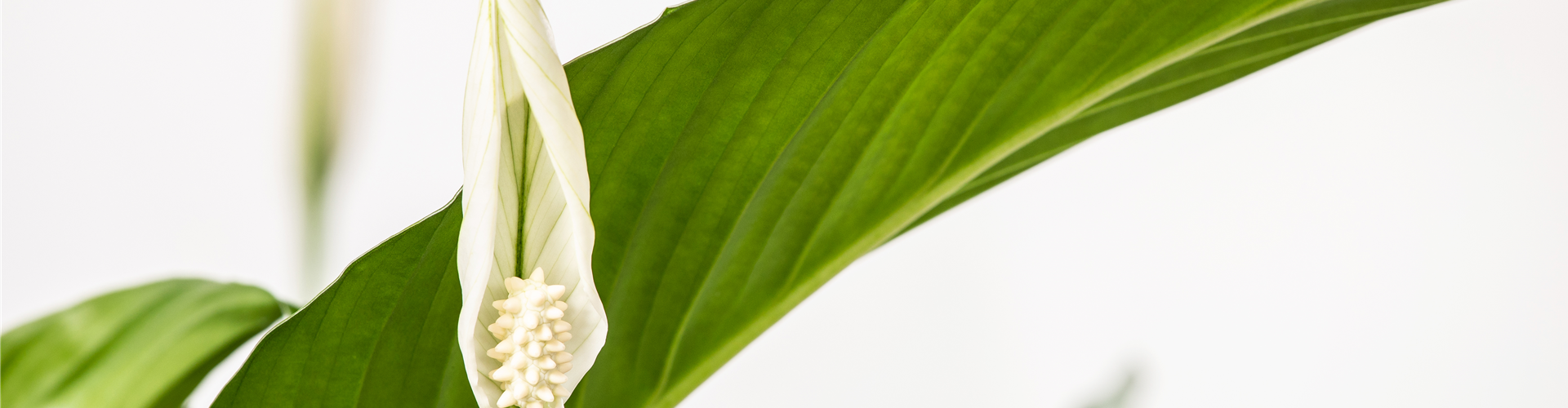 Spathiphyllum floribundum, weiß