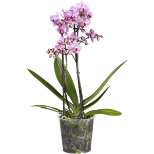 Phalaenopsis 