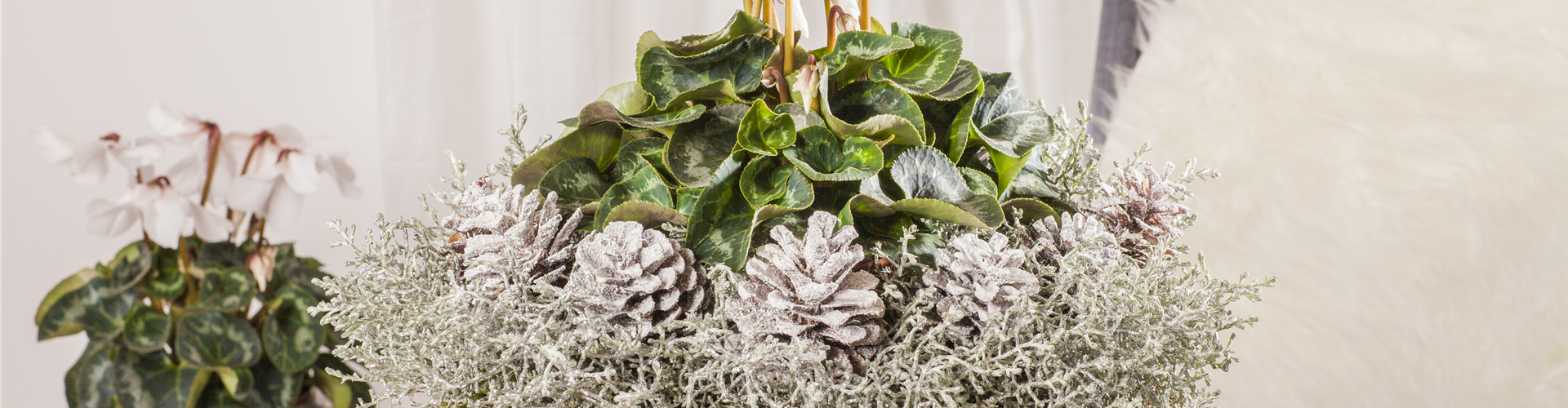Cyclamen persicum, weiß