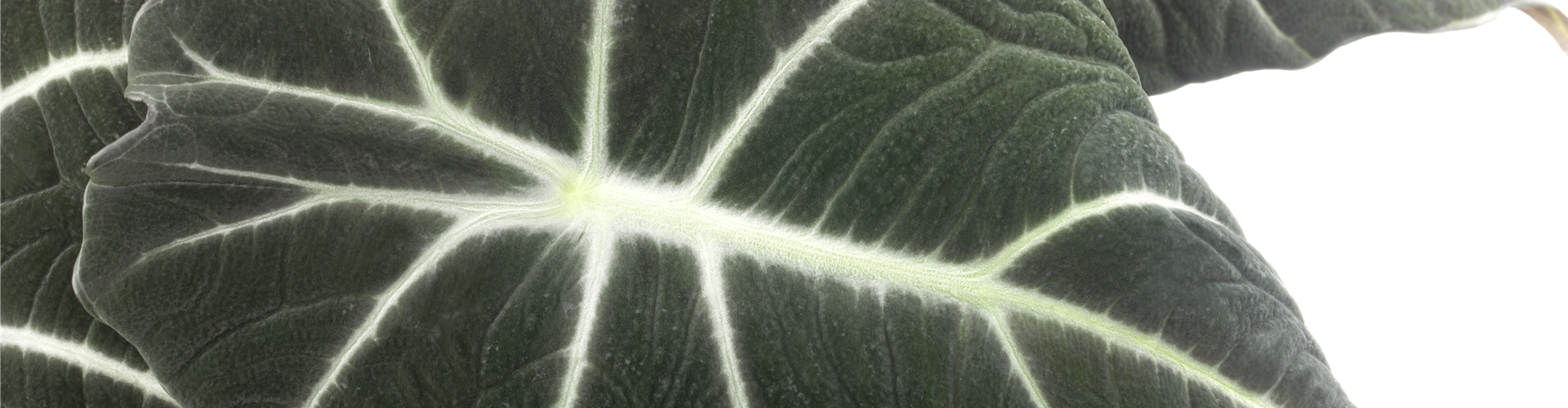 Alocasia 'Black Velvet'