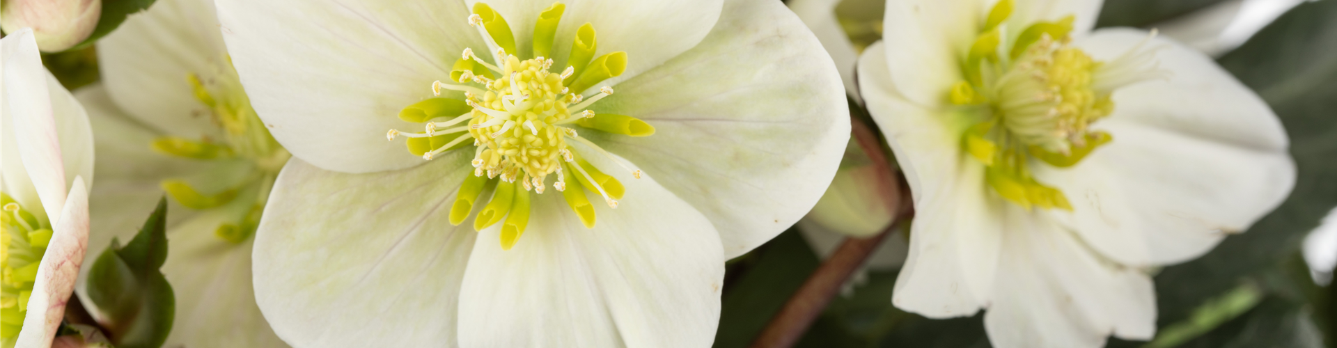 Helleborus x ericsmithii 'HGC Shooting Star'®