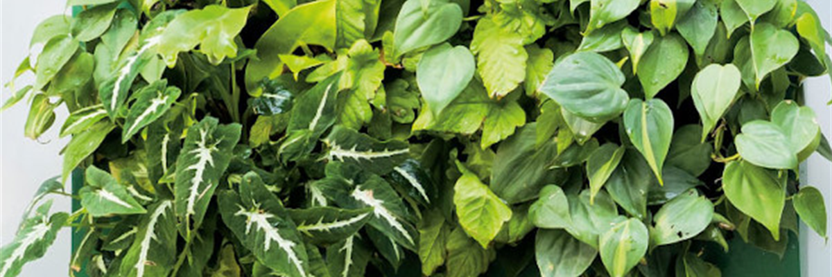 VERTICAL GARDENING