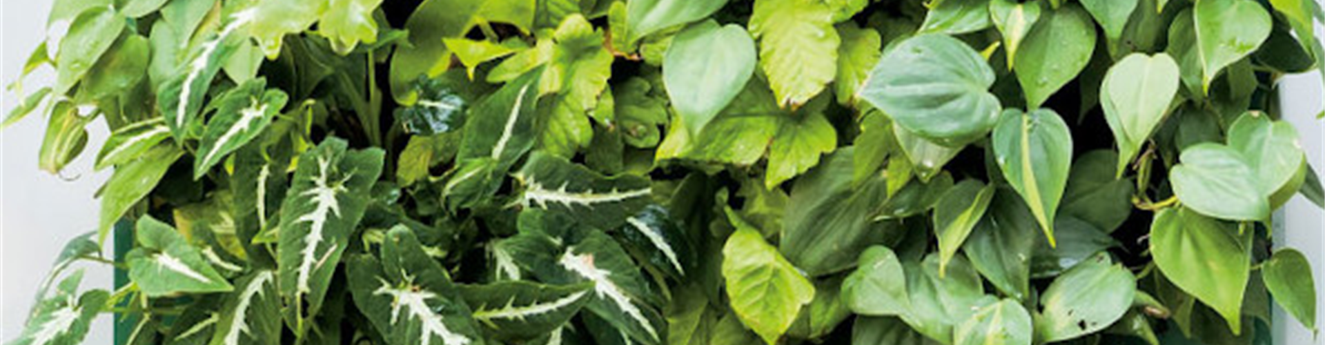 VERTICAL GARDENING