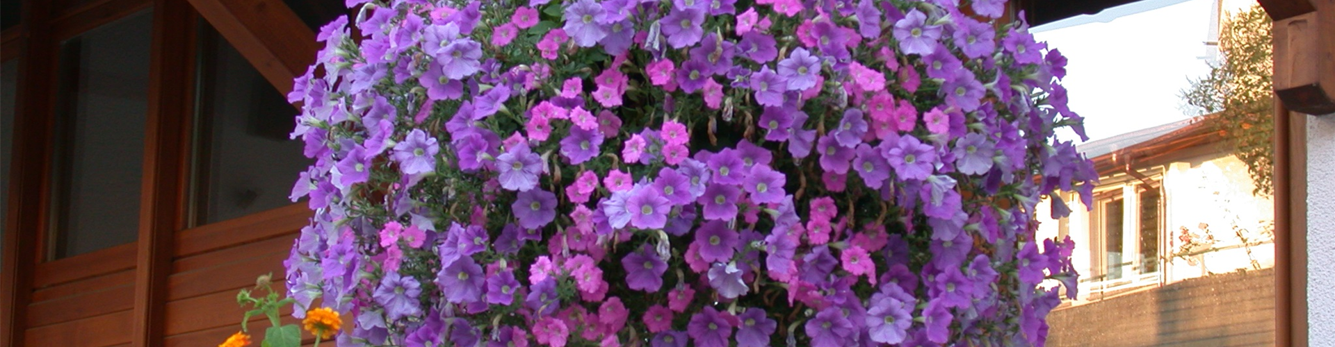 Petunia, lila