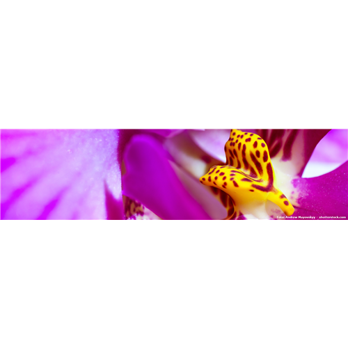 Pflanze des Monats Januar: Orchidee
