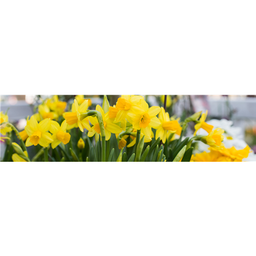 PFLANZE DES MONATS FEBRUAR: NARZISSE