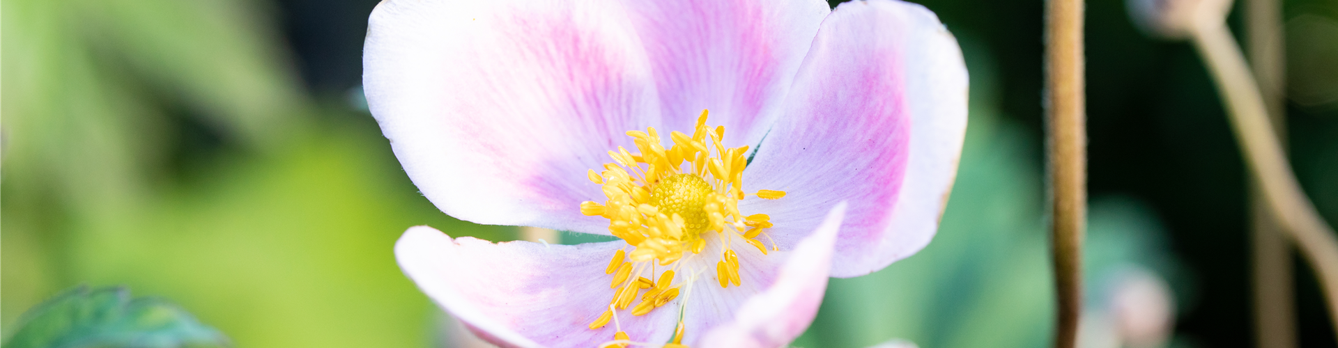 Anemone hupehensis 'September Charm'
