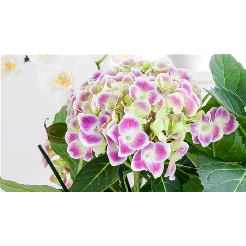 PFLANZE DES MONATS MÄRZ: ZIMMER-HORTENSIE