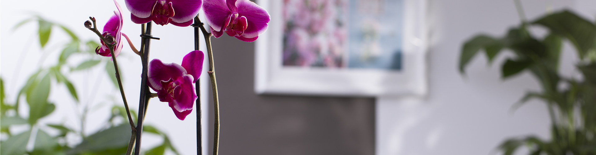 Phalaenopsis 'Pretoria'
