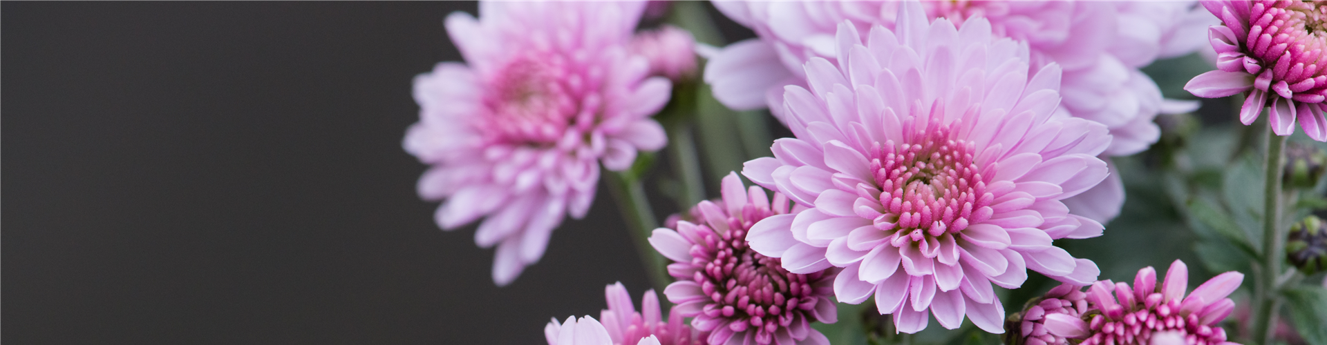 CHRYSANTHEME