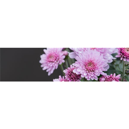 CHRYSANTHEME