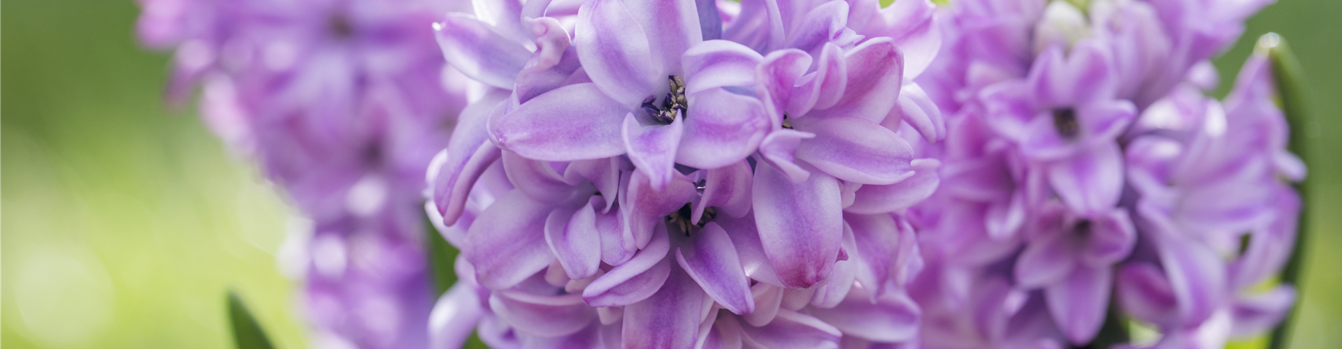 Fruehling