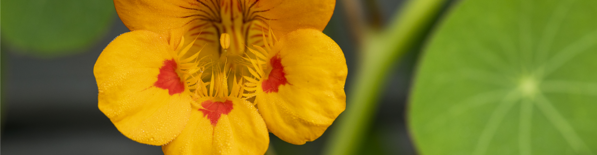 Tropaeolum minus