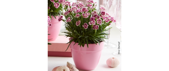 ESSBARE BLüTEN!