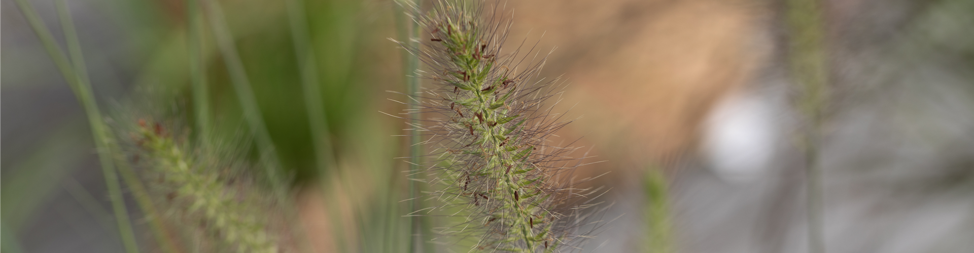 Pennisetum alopecuroides 'Hameln'