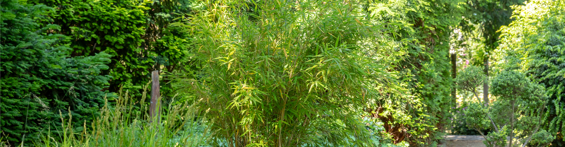 Asia-Garten mit Bambus