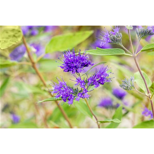 BARTBLUME