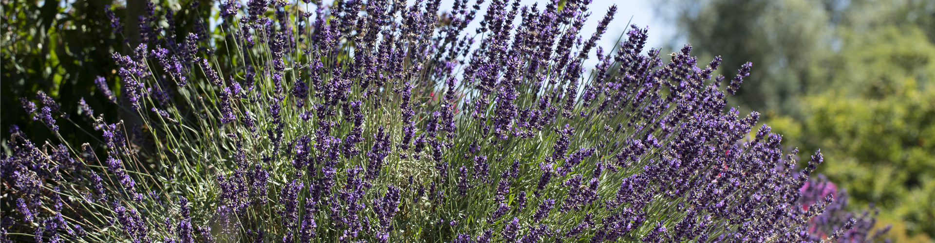 Lavandula angustifolia