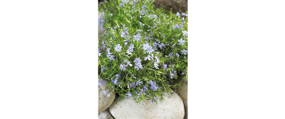 POLSTERPHLOX
