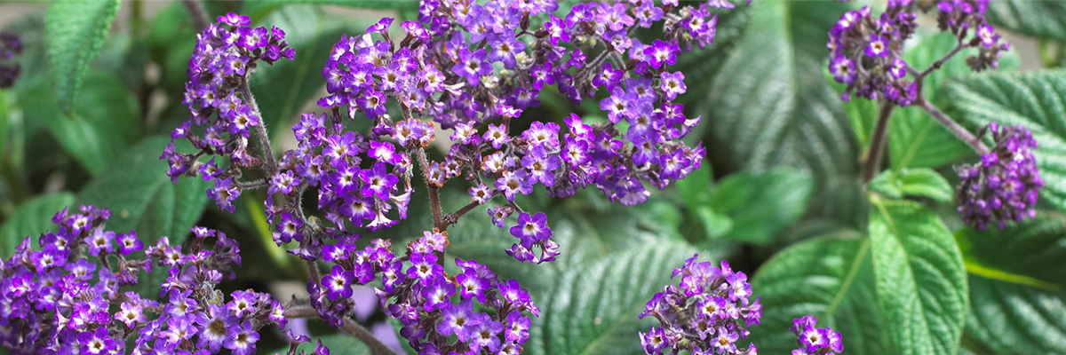 VANILLEBLUME