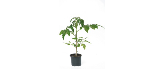 HOCHBEET GäRTNERN! 