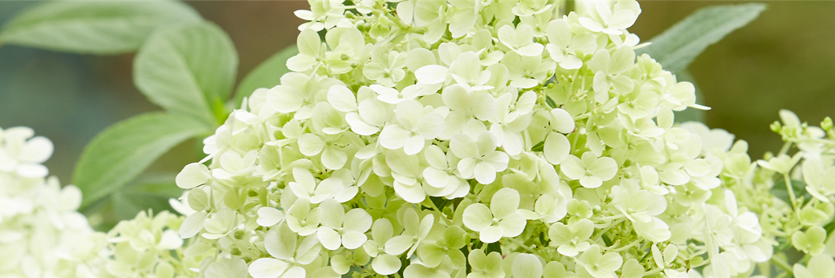 RISPENHORTENSIE