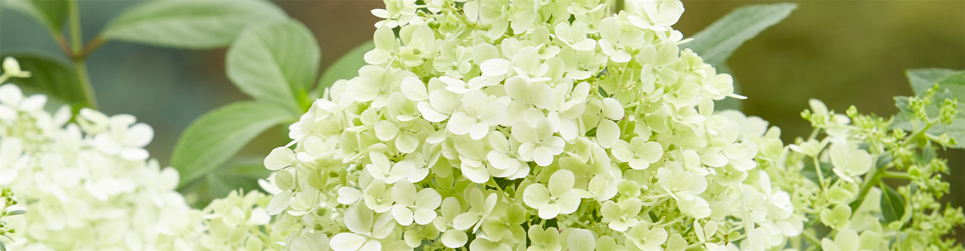 RISPENHORTENSIE