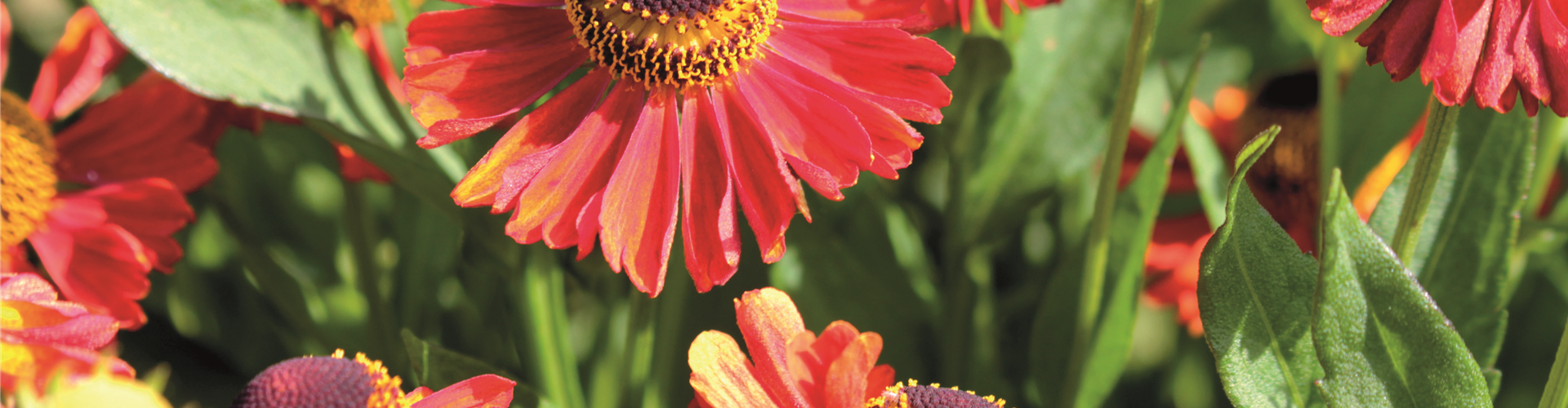 PFLANZE DES MONATS SEPTEMBER: SONNENBRAUT
