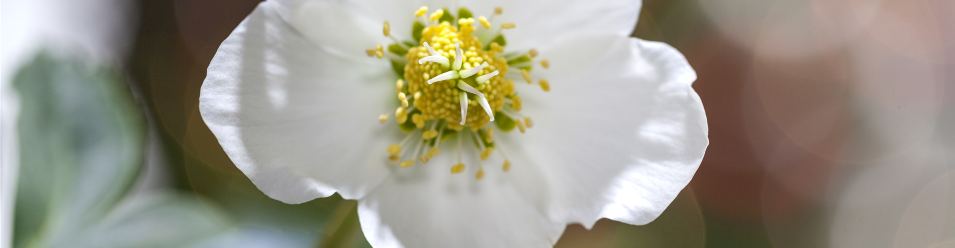 Helleborus niger
