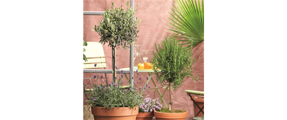 MEDITERRANER FLAIR! 