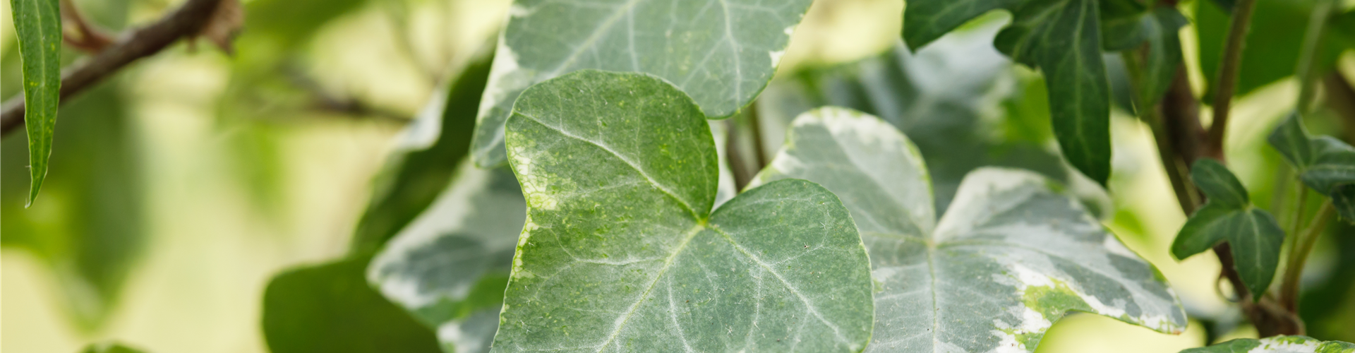 Hedera helix
