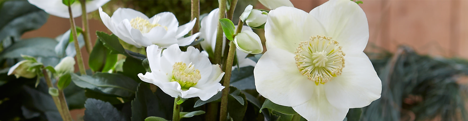 CHRISTROSE