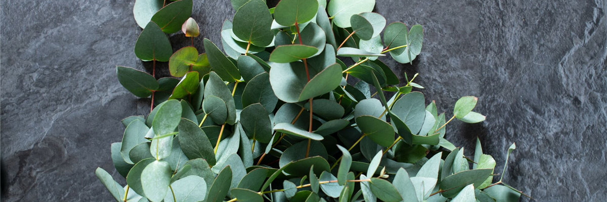 PFLANZE DES MONATS NOVEMBER: EUKALYPTUS